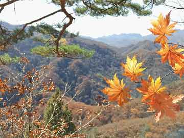 晟峰說易合集滴天髓與五行生克民間技法實(shí)務(wù)集成視頻課程百度網(wǎng)盤下載學(xué)習(xí)